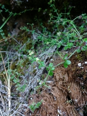 Galium boyacanum