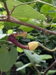 Aristolochia taliscana, photograph Sinaloa Silvestre, CC0, iNaturalist via GBIF