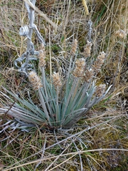 Plantago linearis