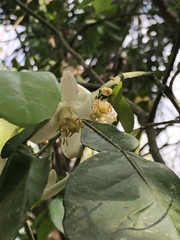 Chiococca alba