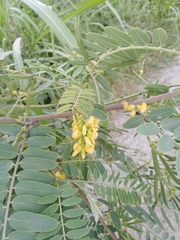 Sesbania virgata