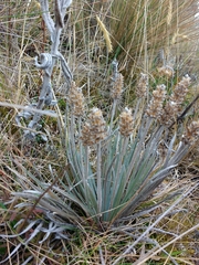 Plantago linearis