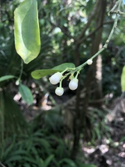 Chiococca alba