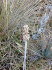 Plantago linearis