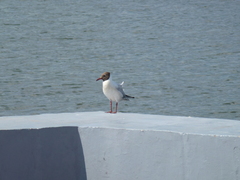 Chroicocephalus ridibundus