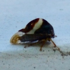 Smilia fasciata