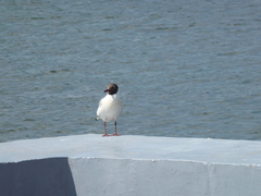 Chroicocephalus ridibundus