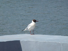 Chroicocephalus ridibundus