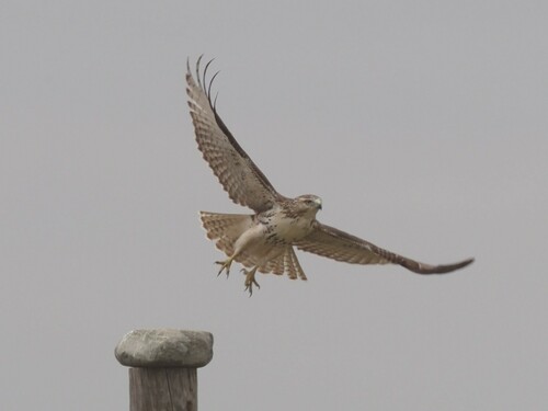 Red-tailed Hawk photographed in South Dakota