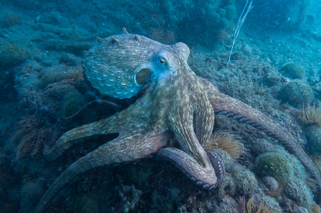 Common octopus crawling over a rocky seabed in France