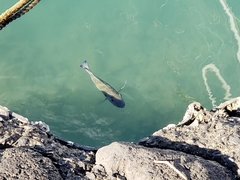 Sarotherodon melanotheron