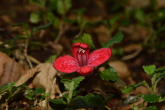 Asteranthera ovata