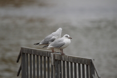 Chroicocephalus ridibundus