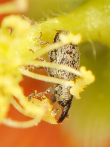 Macrorhoptus estriatus