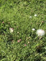 Emilia sonchifolia image