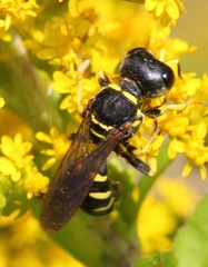 Ectemnius arcuatus
