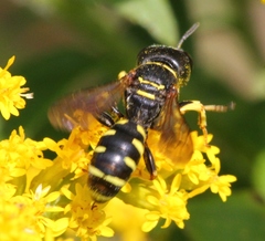 Ectemnius arcuatus