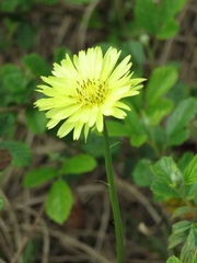 Pyrrhopappus carolinianus image