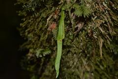 Notogrammitis angustifolia