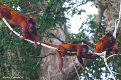 Alouatta sara