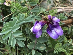 Astragalus lindheimeri