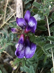 Astragalus lindheimeri
