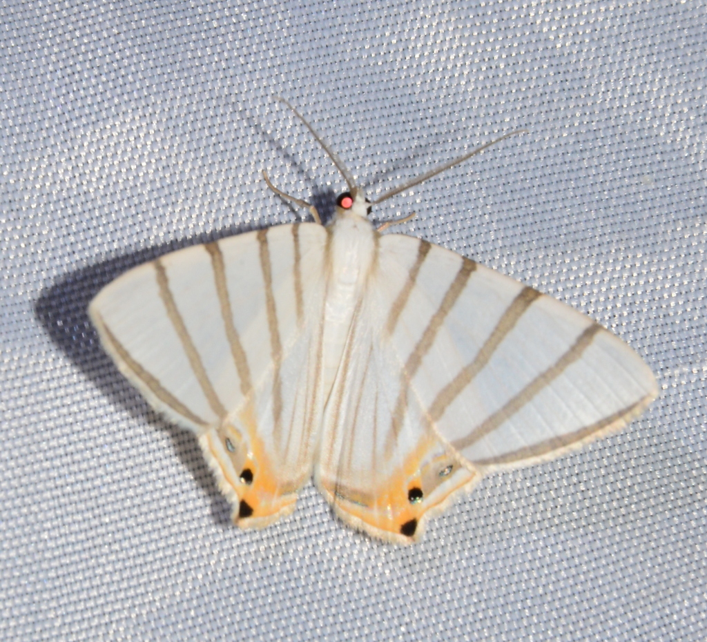 Opisthoxia metargyria