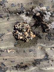 Anthopleura elegantissima