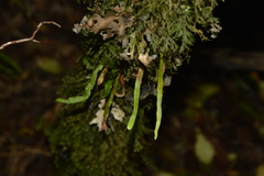 Notogrammitis angustifolia