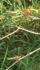 Brachythemis contaminata