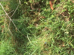 Brachythemis contaminata