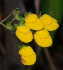 Calceolaria dentata