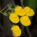 Calceolaria dentata - Photo (c) Damon Tighe,  זכויות יוצרים חלקיות (CC BY-NC), הועלה על ידי Damon Tighe