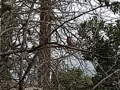 Haemorhous mexicanus