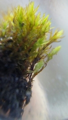 Vinealobryum nicholsonii