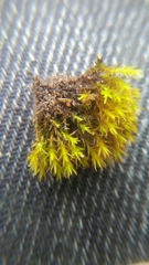 Vinealobryum nicholsonii