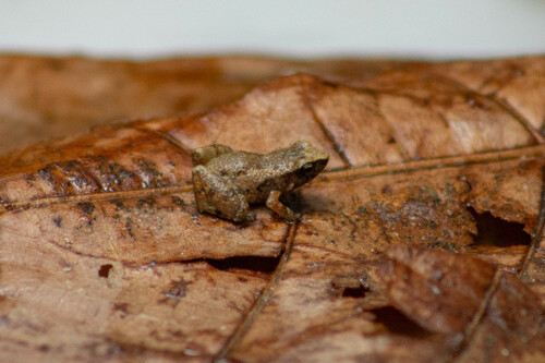 Adelophryne baturitensis