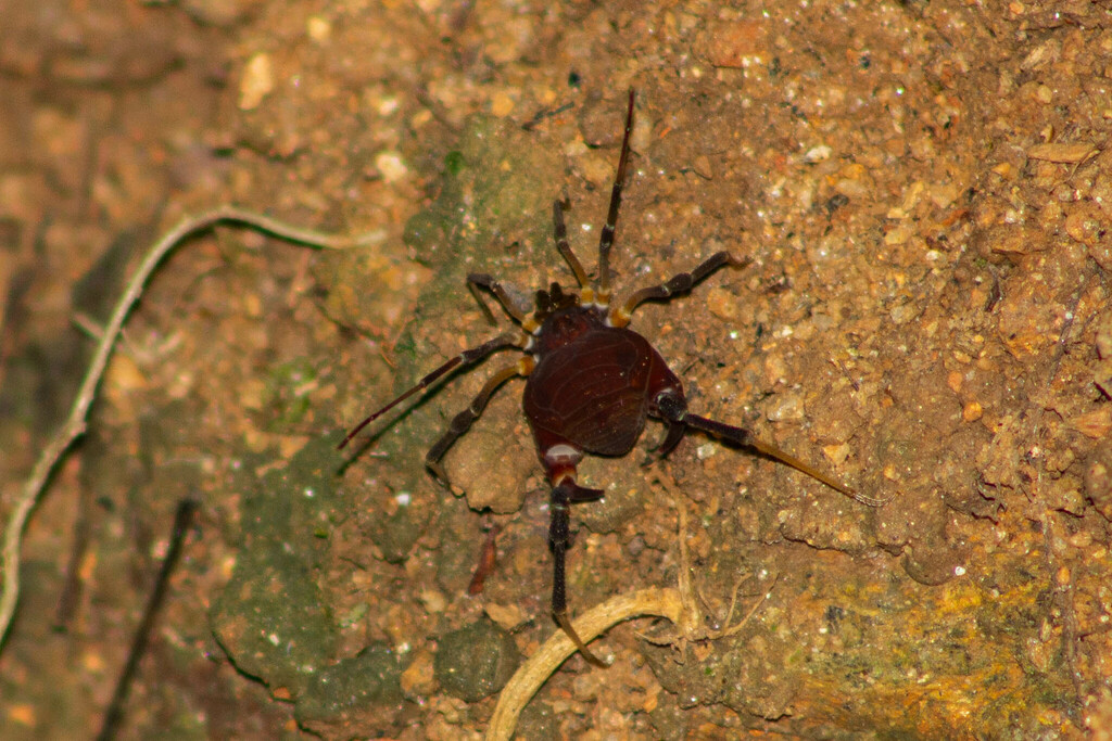 daddy longlegs