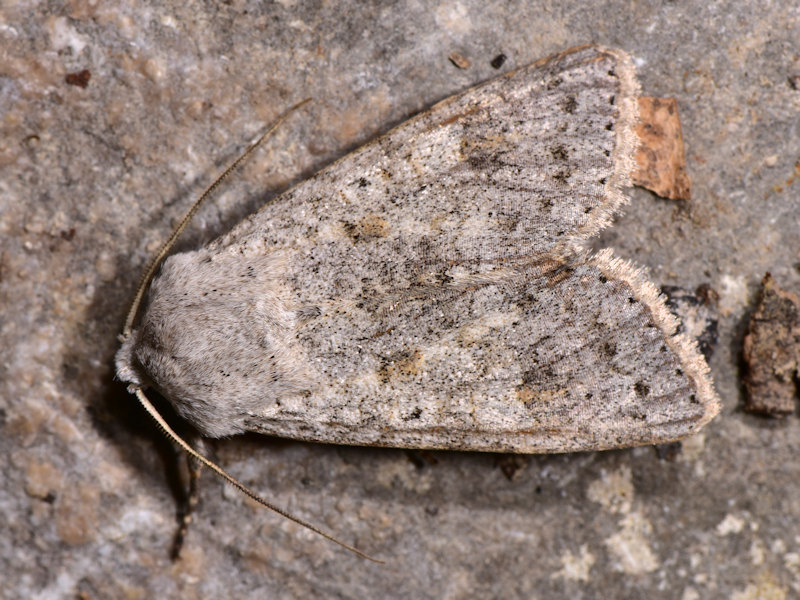 Ammoconia senex