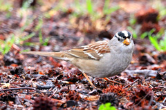 Zonotrichia leucophrys