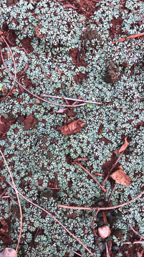 Riccia violacea