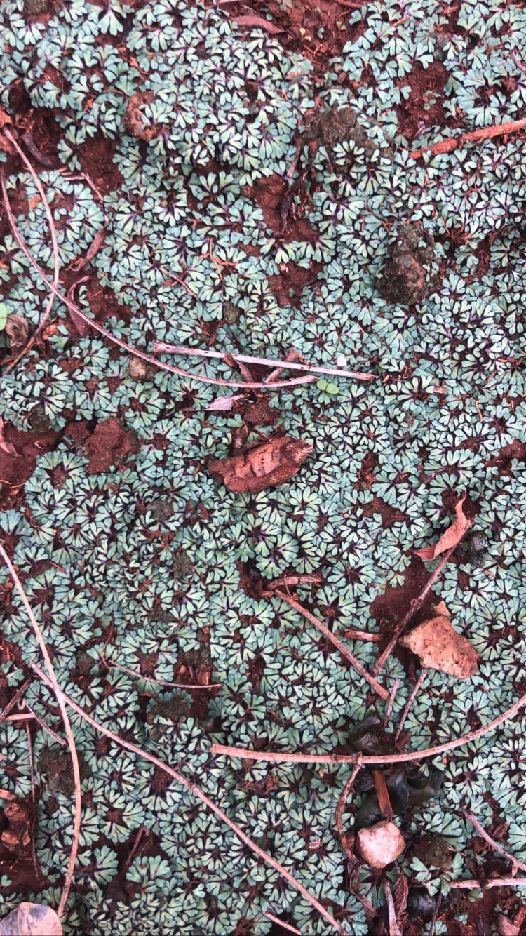 Riccia violacea
