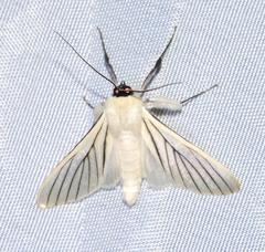 Polygrammodes quatrilis