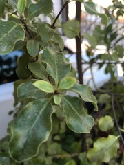 Magnoliopsida