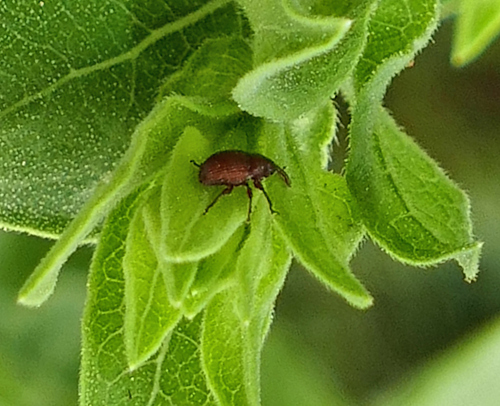 Rhyssomatus parvulus