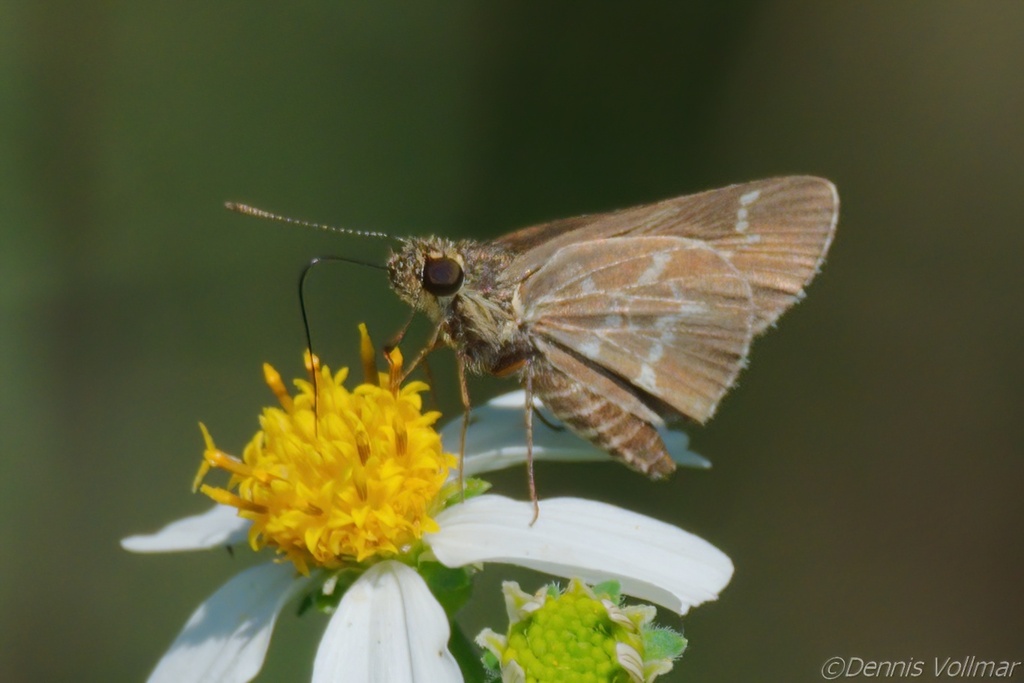 Lace-winged Roadside-Skipper