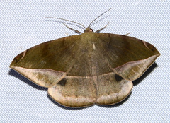 Oxydia sociata