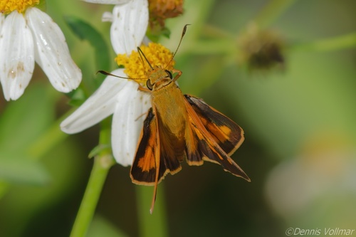 Yehl Skipper photo 4