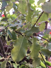 Magnoliopsida