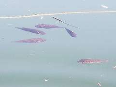 Sarotherodon melanotheron